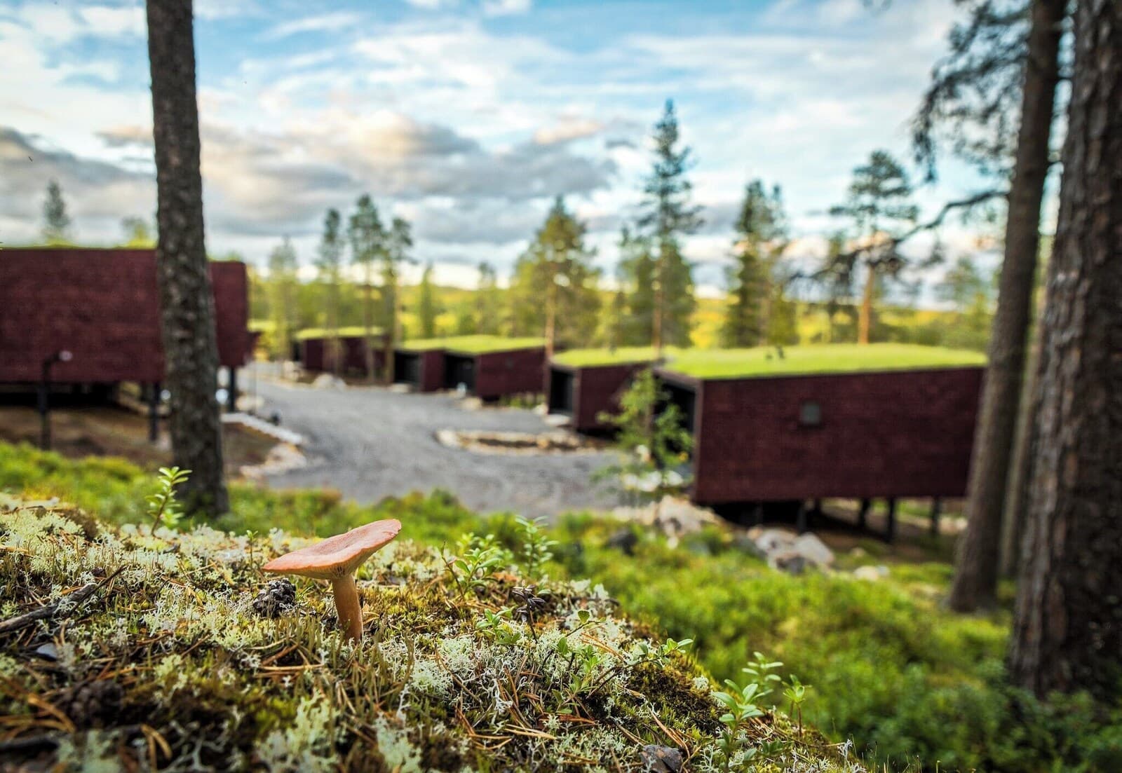 Arctic TreeHouse Hotel – Bild 4